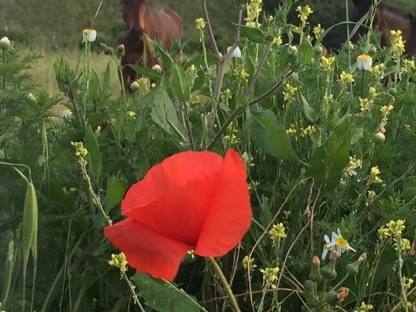 La Fattoria di Valentina - foto 28880.jpg