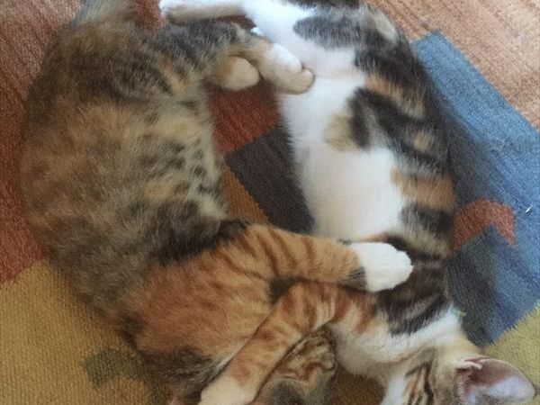 La Fattoria di Valentina - foto 28884.jpg