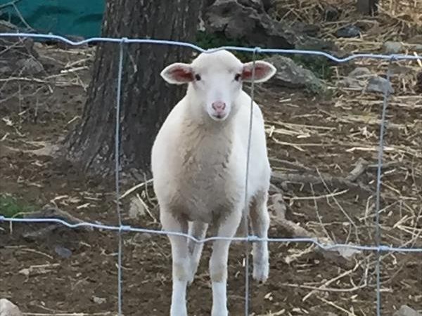 La Fattoria di Valentina - foto 28885.jpg