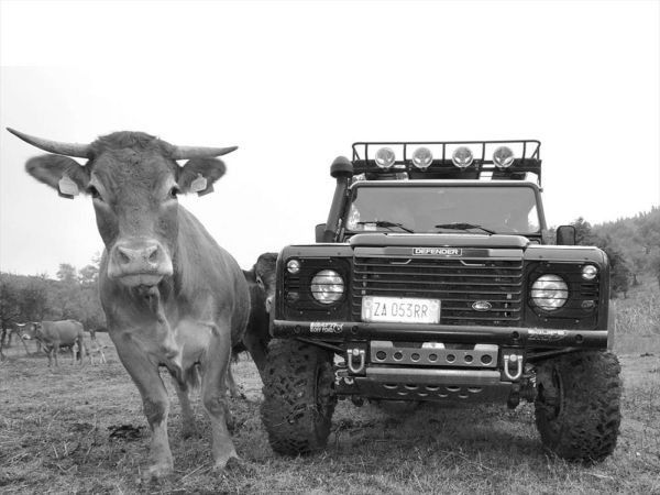 Fattoria di Maiano - foto 29187.jpg