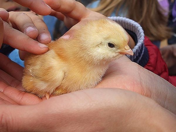 Agriturismo la Fattoria - foto 29724.jpg