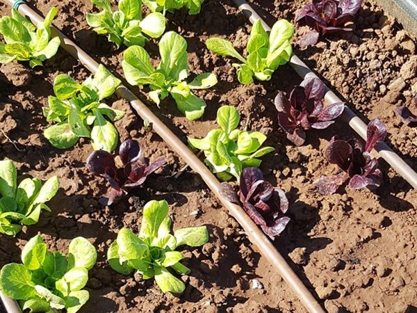 Agriturismo Serraiola Alta - foto 29750.jpg