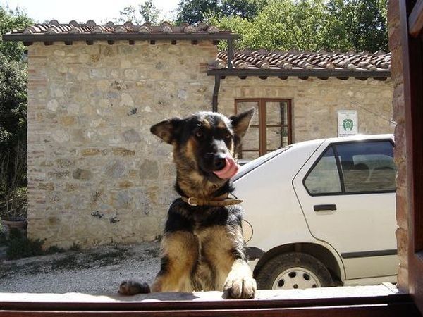 Azienda Agricola Podere Tremulini - foto 29789.jpg