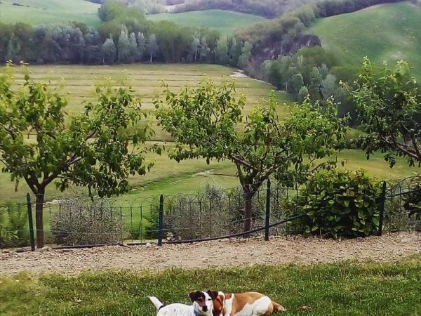 San Lorenzo Agriturismo - foto 29894.jpg