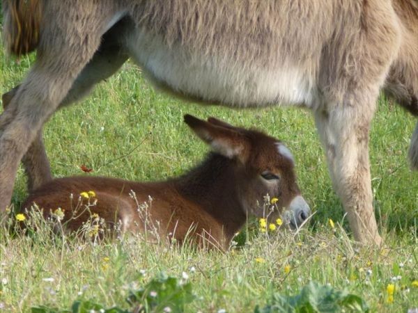 Il Canto dell’Asino - foto 29946.jpg