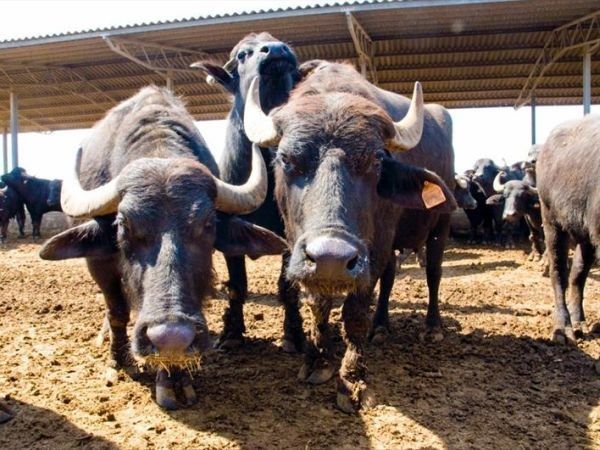 Razza del Casalone - foto 30174.jpg