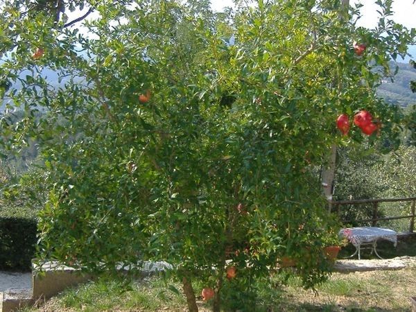 Podere Calistri - foto 30178.jpg