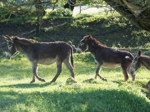 Fattoria di Germagnano - foto 31161.jpg