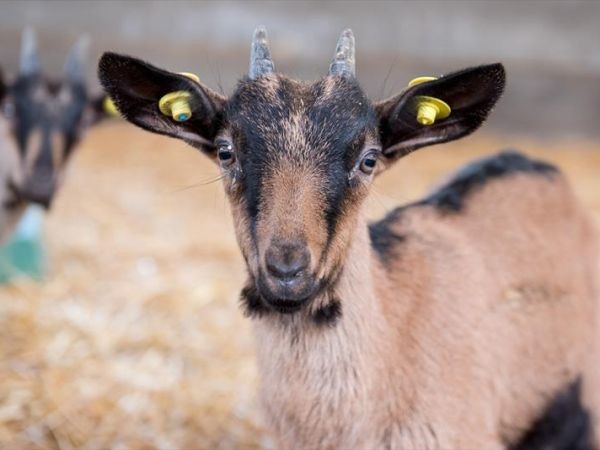 Fattoria di Germagnano - foto 31168.jpg