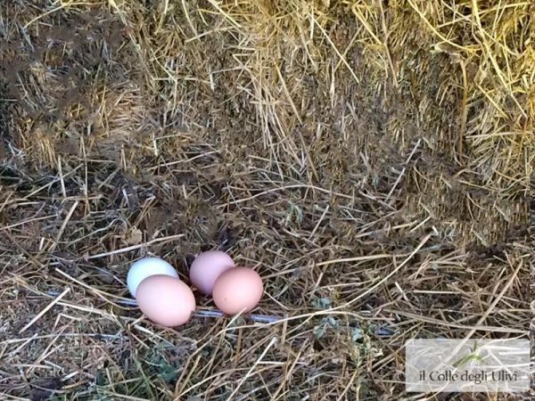 Agriturismo Vulcano - foto 32129.jpg