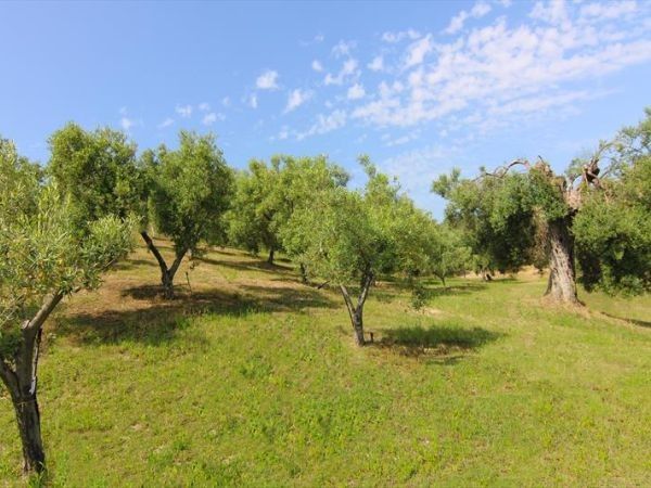 Agriturismo Vulcano - foto 32135.jpg