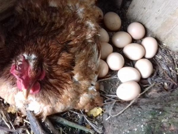 Agriturismo Lucatello  - foto 32824.jpg