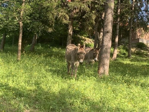 Agriturismo La Mussia - foto 33605.jpg