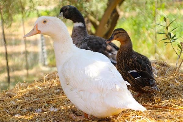 Agriturismo Vulcano - foto 34439.jpg