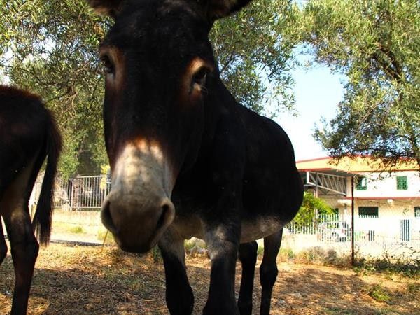 Agriturismo Vulcano - foto 34440.jpg