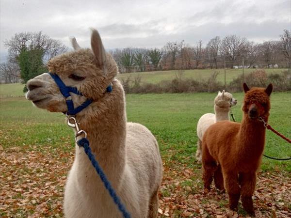 Agriturismo Lucatello  - foto 35636.jpg