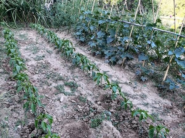 Fattoria di Rigone - foto 36024.jpg