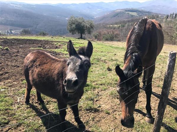 Azienda Agraria le Burgne - foto 36251.jpg
