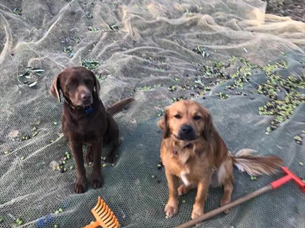 Azienda Agraria le Burgne - foto 36254.jpg