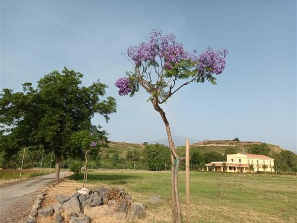 Minissale Farmhouse - foto 36366.jpg