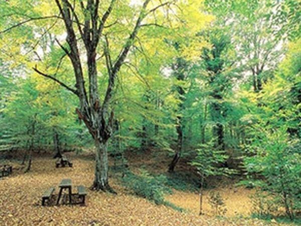 Azienda Agricola Gentile - foto 560.jpg