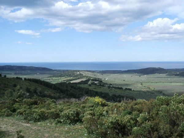 Azienda Agricola Gentile - foto 561.jpg