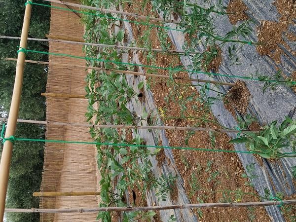 Agriturismo I Girasoli - foto 36908.jpg