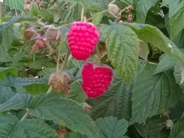 Agriturismo I Girasoli - foto 36919.jpg