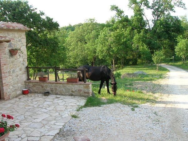 Azienda Agricola Podere Tremulini - foto 7149.jpg
