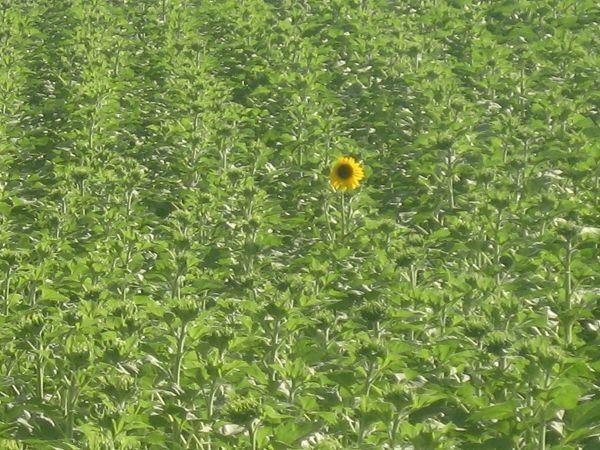 Riserva Privata San Settimio - foto 7483.jpg