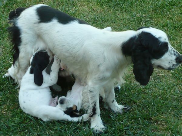 Agriturismo Il Corniolo - foto 8222.jpg