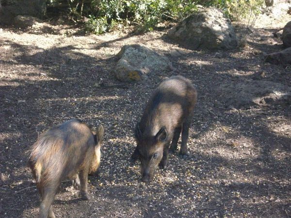 Agriturismo Paulesa - foto 8421.jpg