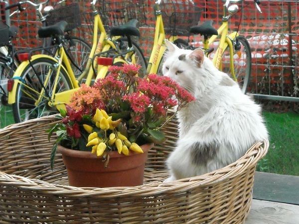 B&B Villa Albertina - foto 1539.jpg