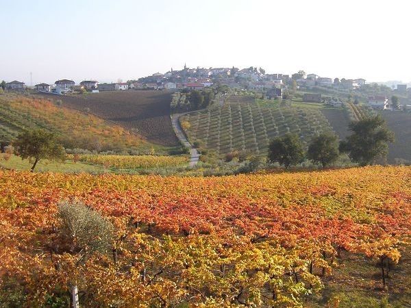 Agriturismo Emidio Pepe - foto 9687.jpg