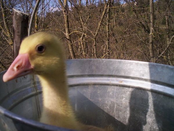 Monte degli Elci - foto 9692.jpg