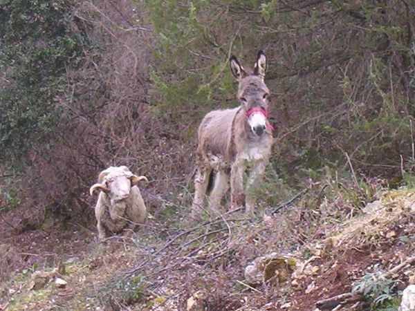 Monte degli Elci - foto 9694.jpg