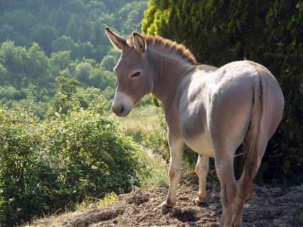 B&B Villa Taddea - foto 9730.jpg