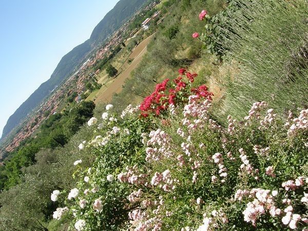 Mamosa - foto 9776.jpg