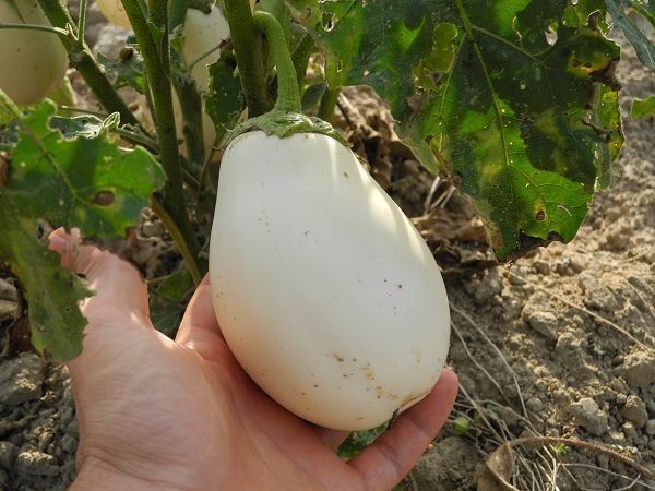 Agriturismo Ferramosca - foto 8144.jpg