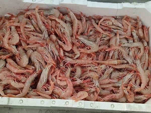 TUNA FISH TRATTORIA DEL MARE - foto 8565.jpg