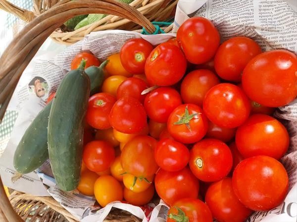 Agriturismo I Girasoli - foto 8600.jpg