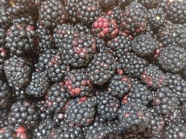 Agriturismo I Girasoli - foto 8606.jpg