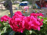 Camping Village YOLKI PALKI